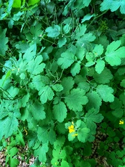 Chelidonium majus