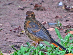 Cossypha natalensis natalensis