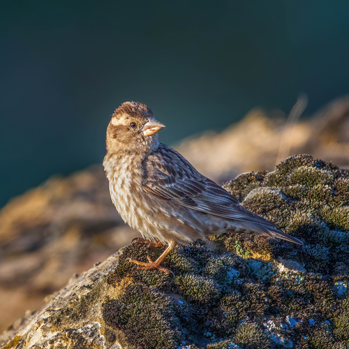Gorrión chillón (Petronia petronia)