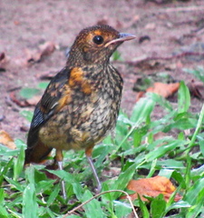 Cossypha natalensis natalensis
