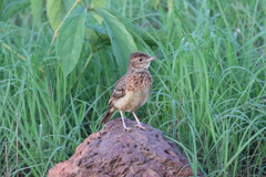 Mirafra rufocinnamomea