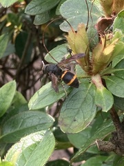 Orancistrocerus drewseni
