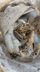 Pseudacris feriarum