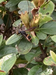 Orancistrocerus drewseni