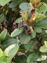 Orancistrocerus drewseni