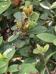 Orancistrocerus drewseni