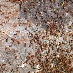 Pristomyrmex punctatus