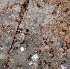 Pristomyrmex punctatus