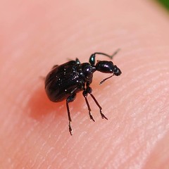 Compsapoderus erythropterus
