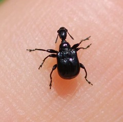 Compsapoderus erythropterus