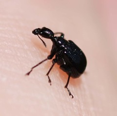 Compsapoderus erythropterus