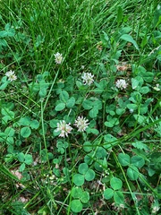 Trifolium repens