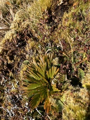Aciphylla similis
