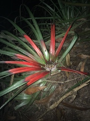 Fascicularia bicolor