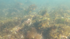 Torquigener pleurogramma