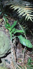 Dieffenbachia seguine