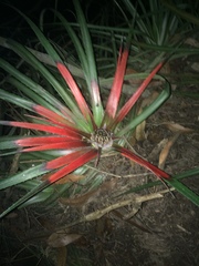 Fascicularia bicolor