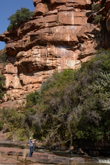 Tetradenia brevispicata