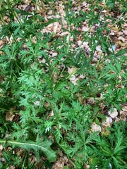 Potentilla argentea