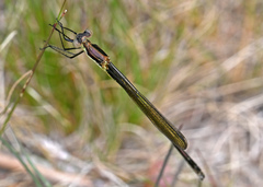 Lestes vigilax