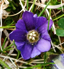 Gentiana pyrenaica