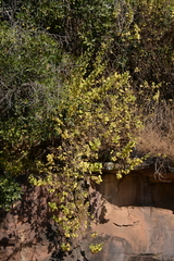 Tetradenia brevispicata