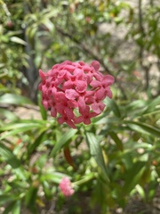 Arachnothryx leucophylla