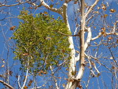 Phoradendron macrophyllum