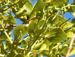 Phoradendron macrophyllum