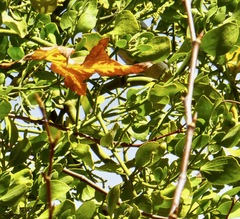 Phoradendron macrophyllum