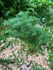 Tripleurospermum inodorum