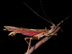 Heteropteryx dilatata