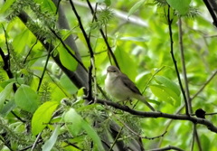 Acrocephalus dumetorum