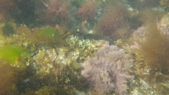 Aplodactylus westralis