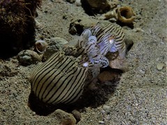 Sepioloidea lineolata