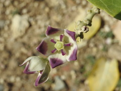 Calotropis procera