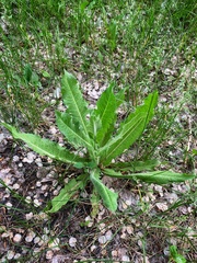 Cichorium intybus