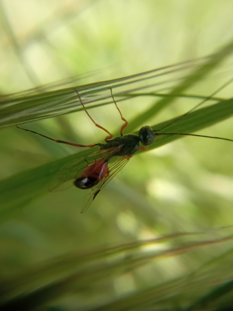 Aulacus striatus