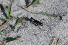 Cicindela scabrosa