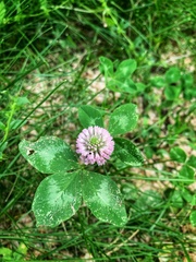 Trifolium pratense
