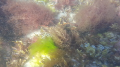 Aplodactylus westralis
