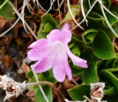 Primula integrifolia