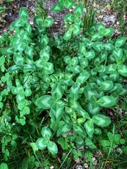 Trifolium pratense