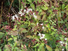 Chromolaena bigelovii