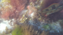 Aplodactylus westralis