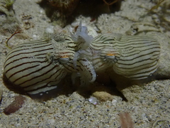 Sepioloidea lineolata