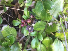 Lardizabala biternata