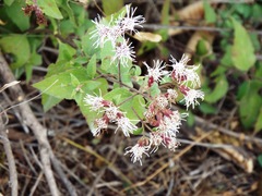 Chromolaena bigelovii