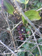 Lardizabala biternata