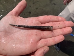 Pectinariidae